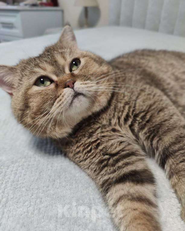 Кошки в Москве: Кузя ищет дом  Мальчик, Бесплатно - фото 2