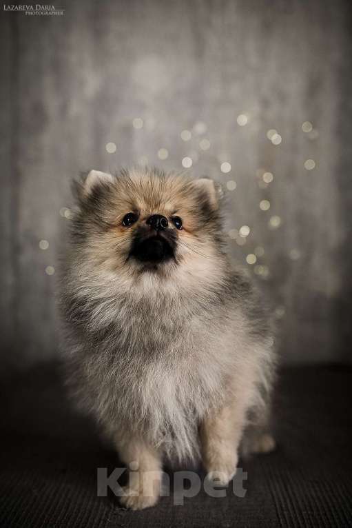 Собаки в Москве: Щенки немецкого шпица (малого) Мальчик, 50 000 руб. - фото 3