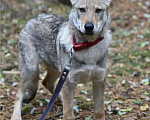 Собаки в Москве: Чехословацкий влчак. Девочка, 100 000 руб. - фото 2