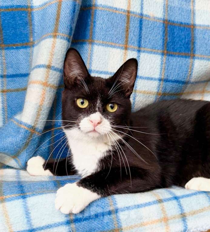 Кошки в Москве: Котенок Лола - идеальный по характеру ребенок в добрые руки Девочка, Бесплатно - фото 1