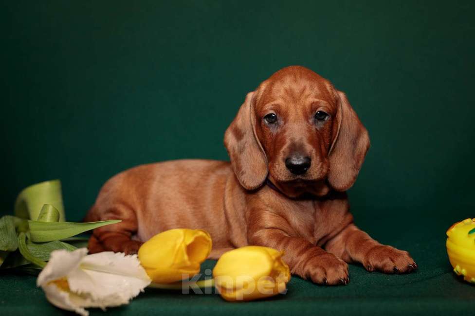 Собаки в Ельце: щенки таксы ст. г/ш Разнополые, 55 000 руб. - фото 7