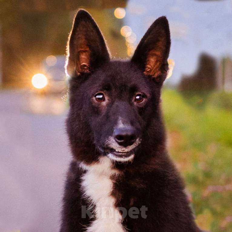 Собаки в Москве: Пуфик в поисках дома! Мальчик, Бесплатно - фото 9