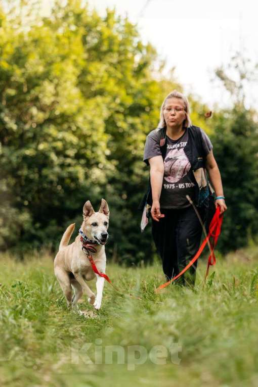 Собаки в Ивантеевке: Пёс, который ждет Мальчик, Бесплатно - фото 3