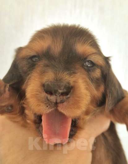 Собаки в Санкт-Петербурге: Карликовая такса длш мальчик мраморный Мальчик, Бесплатно - фото 3