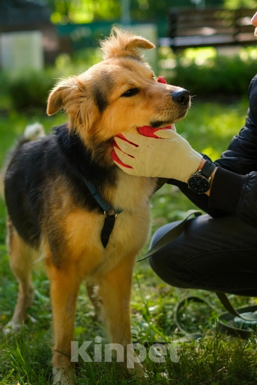 Собаки в Санкт-Петербурге: Собака из приюта: пушистая Келли Девочка, Бесплатно - фото 5