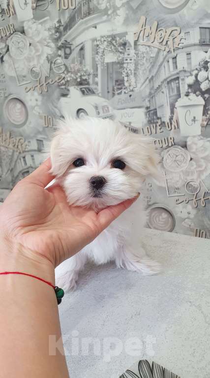 Собаки в Серове: Малььезе девочка мини Девочка, 150 000 руб. - фото 3