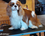 Собаки в Электроуглях: Кавалер кинг Чарльз спаниель на вязку, 1 руб. - фото 1