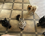 Кошки в Змеиногорске: Вязка Мейн кун, 2 000 руб. - фото 1