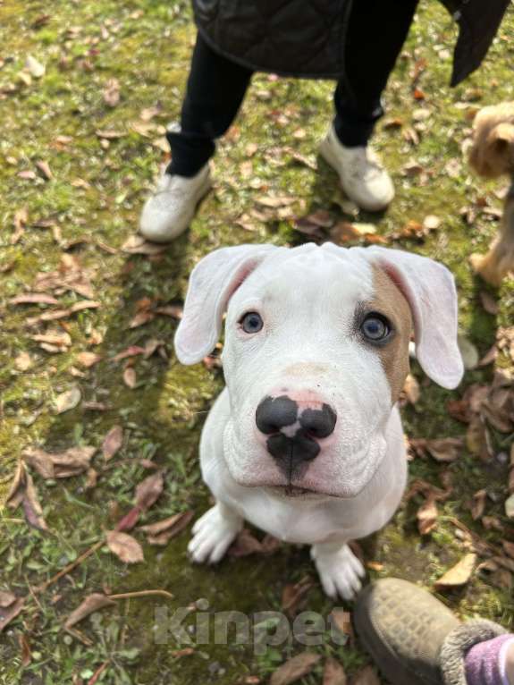 Собаки в Екатеринбурге: Американский стафордширский терьер щенок  Мальчик, 25 000 руб. - фото 5