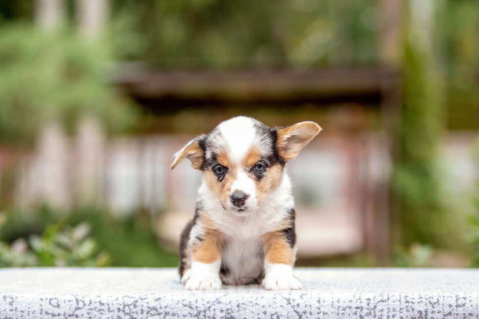 Собаки в Москве: Щенок корги Мальчик, Бесплатно - фото 6