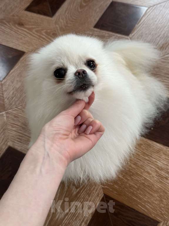 Собаки в Москве: Померанский шпиц взрослая девочка 3.5года  Девочка, 9 000 руб. - фото 3