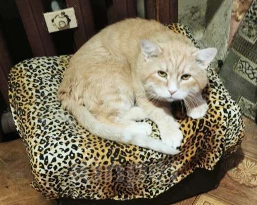 Кошки в Санкт-Петербурге: Златик ищет хозяина Мальчик, Бесплатно - фото 1