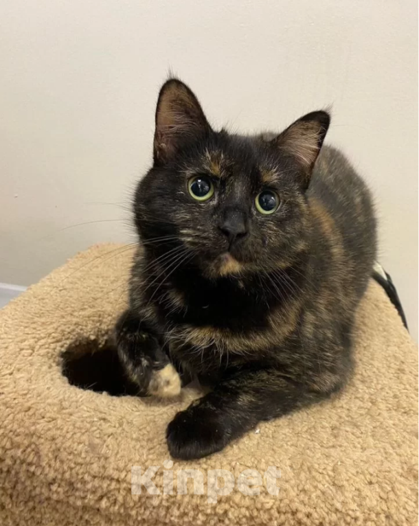 Кошки в Санкт-Петербурге: Сёмга - кошечка шикарного окраса ищет дом Девочка, Бесплатно - фото 3