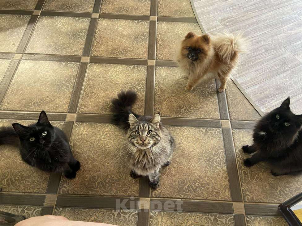 Кошки в Змеиногорске: Вязка Мейн кун, 2 000 руб. - фото 1