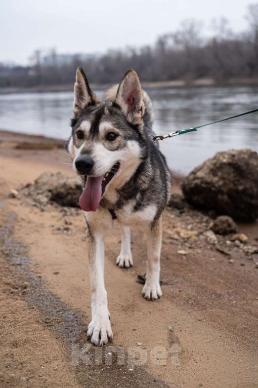 Собаки в Москве: Бывшедомашний мини хаски с большим сердцем из приюта в добрые руки Мальчик, Бесплатно - фото 2