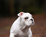 Собаки в Санкт-Петербурге: Английский бульдог щенок  Девочка, Бесплатно - фото 4