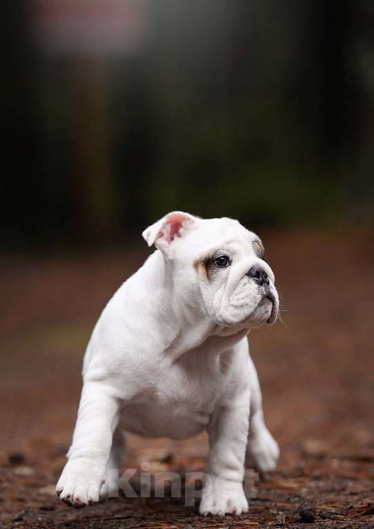 Собаки в Санкт-Петербурге: Английский бульдог щенок  Девочка, Бесплатно - фото 4
