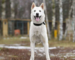 Собаки в Москве: Вайт: северный ветер в поисках дома и любви. Мальчик, Бесплатно - фото 2