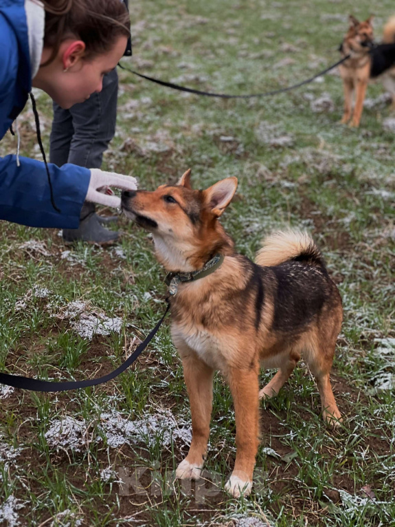 Собаки в Клине: Миндаль — милая карамельная очаровашка, которая ждёт своего Человека Девочка, Бесплатно - фото 4