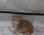Кошки в Щелково: Мальчик мейн-кун полидакт  Мальчик, 150 000 руб. - фото 5