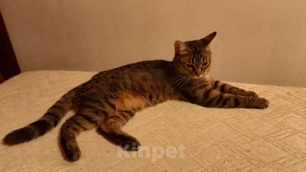 Кошки в Королеве: маленькая Йямся ищет своего человека Девочка, Бесплатно - фото 5