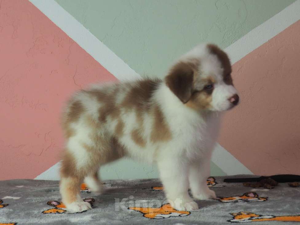 Собаки в Липецке: Австралийская овчарка Мальчик, 100 000 руб. - фото 1