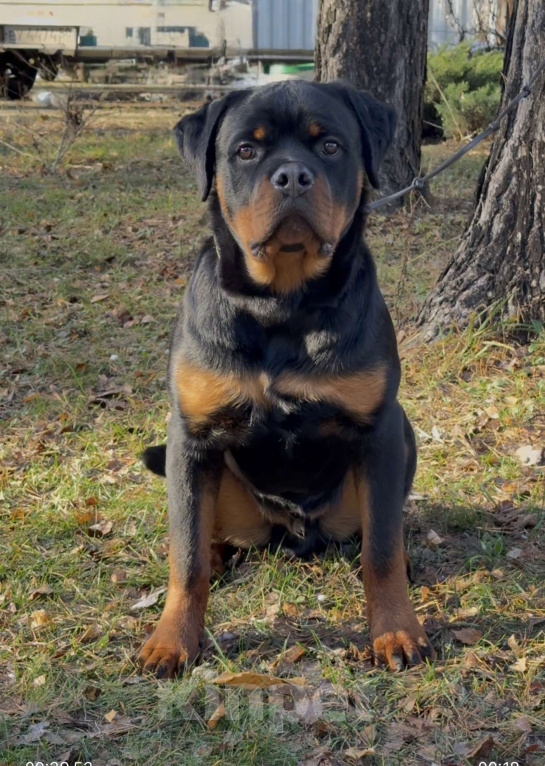Собаки в Москве: Щенок ротвейлера Мальчик, Бесплатно - фото 1