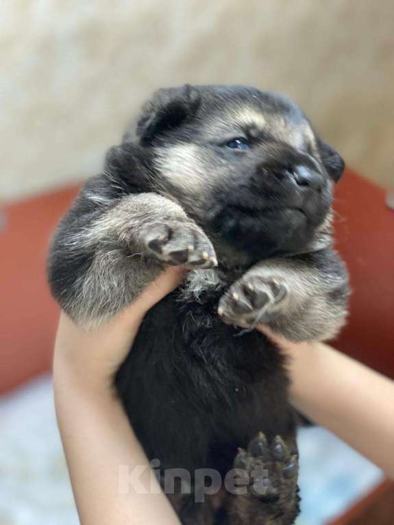 Собаки в Щелково: Щенки восточноевропейской овчарки Мальчик, 58 000 руб. - фото 4