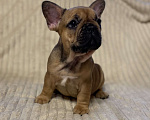 Собаки в Санкт-Петербурге: Шикарная девочка французского бульдога  Девочка, 40 000 руб. - фото 7