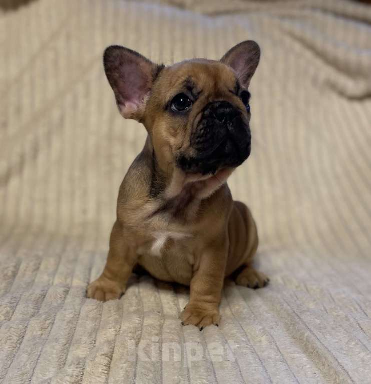 Собаки в Санкт-Петербурге: Шикарная девочка французского бульдога  Девочка, 40 000 руб. - фото 7