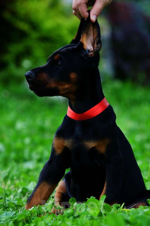 Собаки в Екатеринбурге: Щенки добермана с документами Мальчик, 50 000 руб. - фото 4