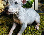 Собаки в Владимире: Щенки Американский голый терьер Девочка, 20 000 руб. - фото 3