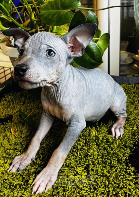 Собаки в Владимире: Щенки Американский голый терьер Девочка, 20 000 руб. - фото 3