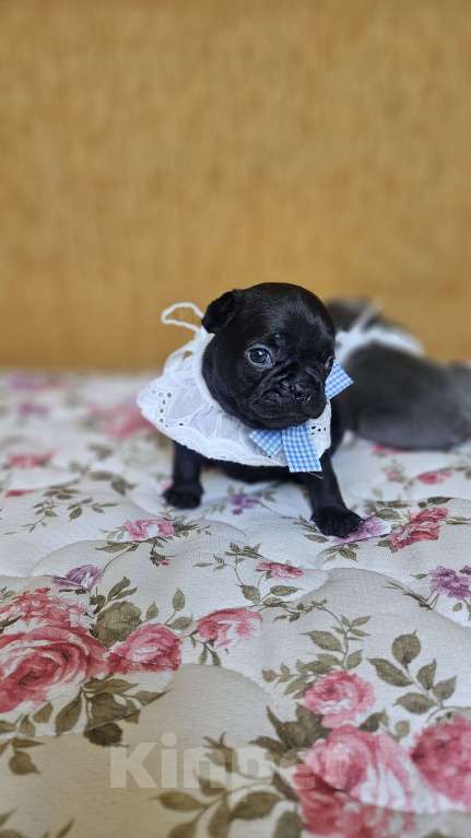 Собаки в Москве: Французский бульдог чёрный окрас мальчик Мальчик, 50 000 руб. - фото 7