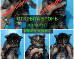 Кошки в Пролетарске: Бронь котят Мейн-Кунят  Мальчик, 12 000 руб. - фото 1
