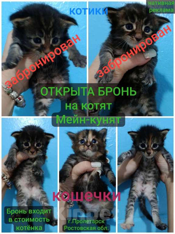 Кошки в Пролетарске: Бронь котят Мейн-Кунят  Мальчик, 12 000 руб. - фото 1