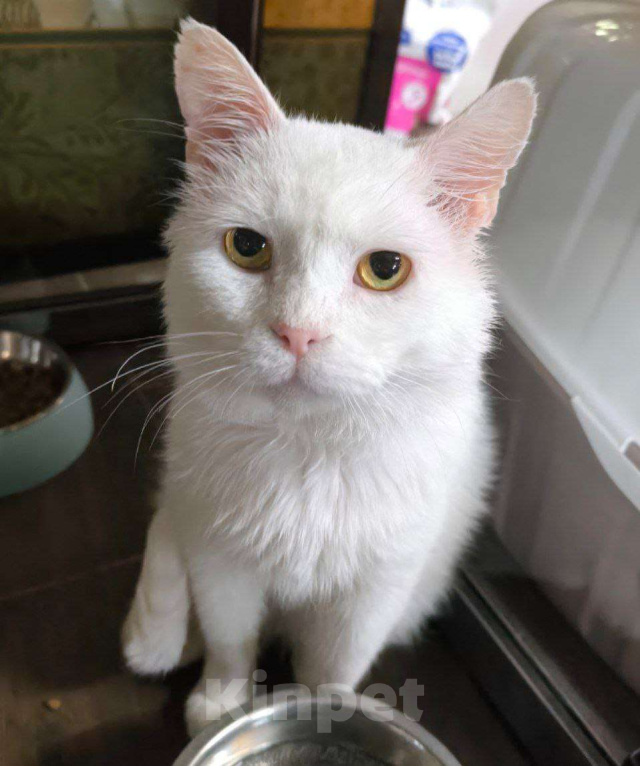 Кошки в Москве: Белый котик в добрые пуки Мальчик, Бесплатно - фото 3