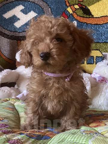 Собаки в других городах Московской области: Щенки той-пуделя Мальчик, Бесплатно - фото 7