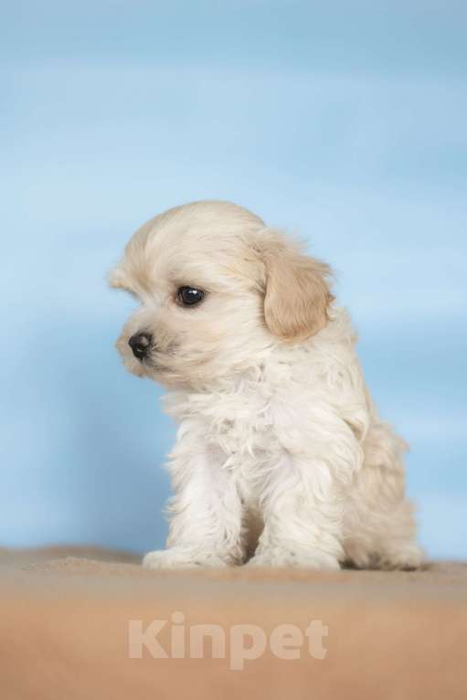 Собаки в Санкт-Петербурге: Брют Мальтипу ф1 Мальчик  Мальчик, 160 000 руб. - фото 2