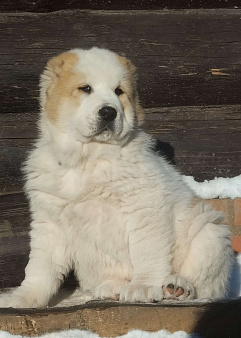 Среднеазиатская овчарка щенок алабай