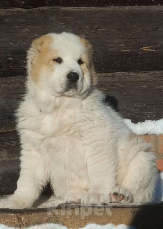 Собаки в Пскове: Среднеазиатская овчарка щенок алабай Мальчик, 60 000 руб. - фото 1