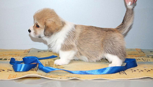 Вельш Корги Пемброк