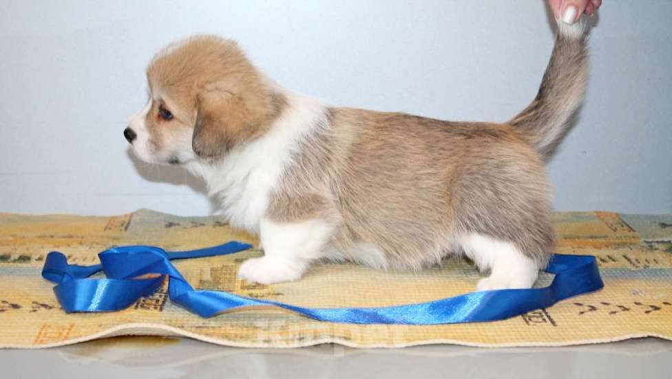 Собаки в Нижнем Новгороде: Вельш Корги Пемброк Мальчик, 60 000 руб. - фото 1