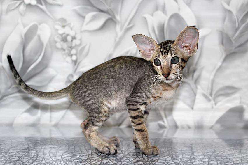 Кошки в Новосибирске: Котёнок Петерболд Девочка, 45 000 руб. - фото 5