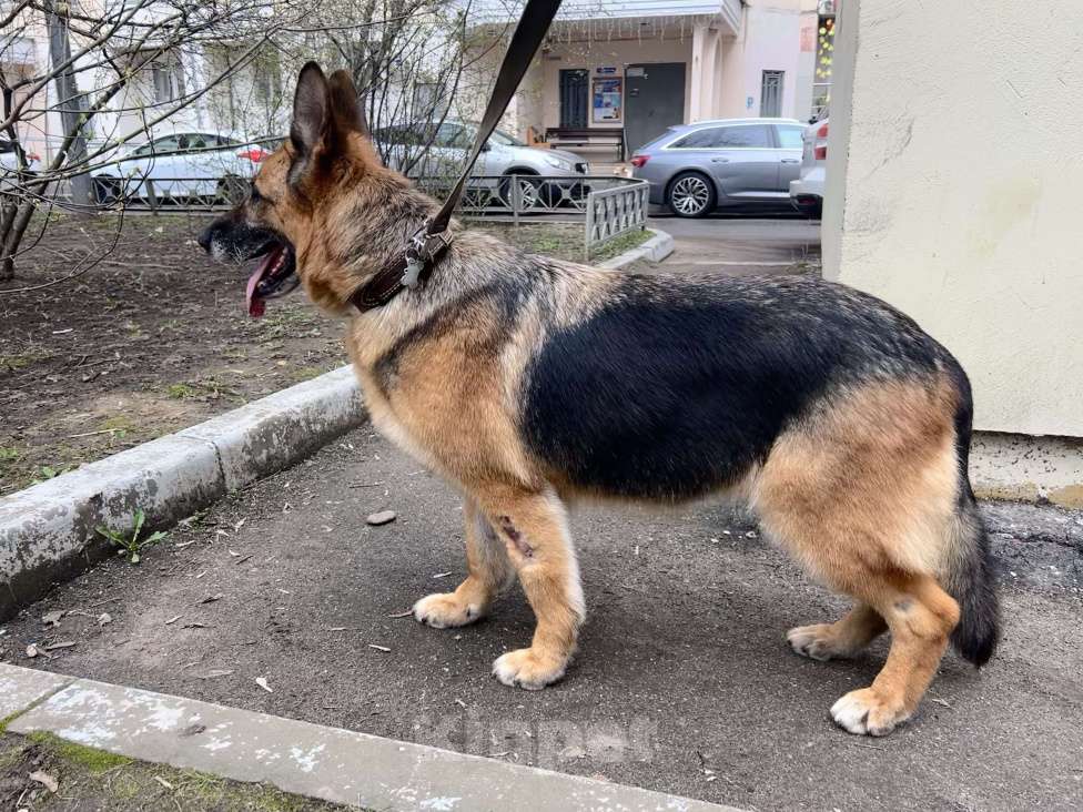 Собаки в других городах Московской области: Красавица Соня ищет дом Девочка, Бесплатно - фото 5