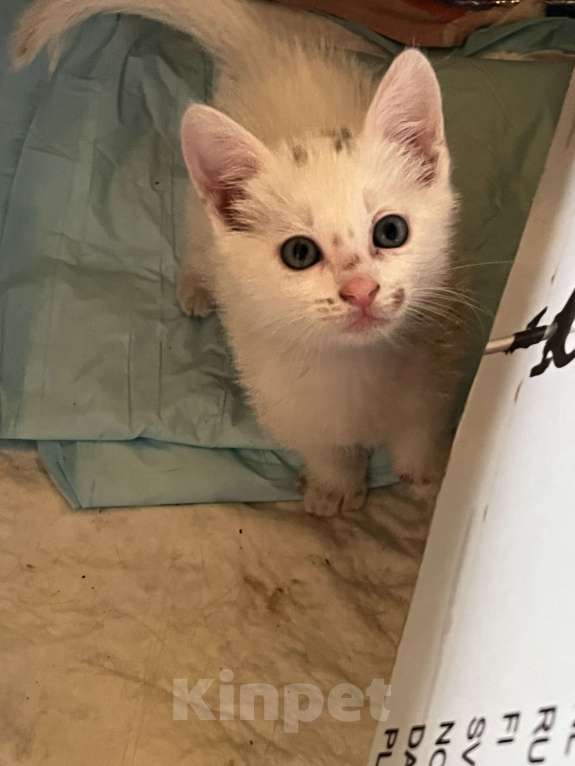 Кошки в Москве: Котята в добрые руки бесплатно  Мальчик, Бесплатно - фото 2