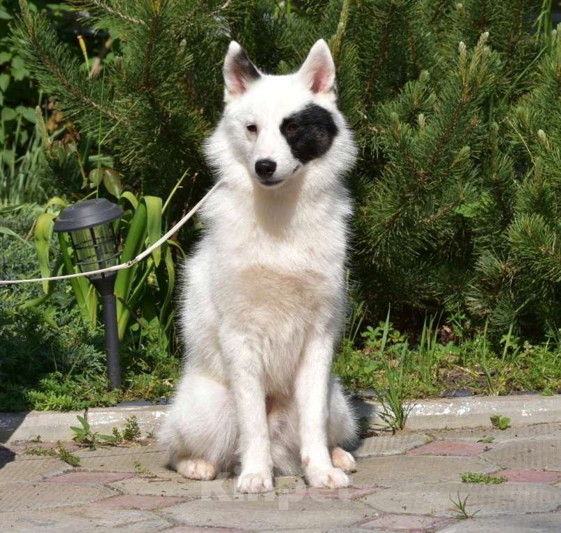Собаки в Москве: Ненецкая оленегонная лайка кобель Храброе сердце. Мальчик, 40 000 руб. - фото 2