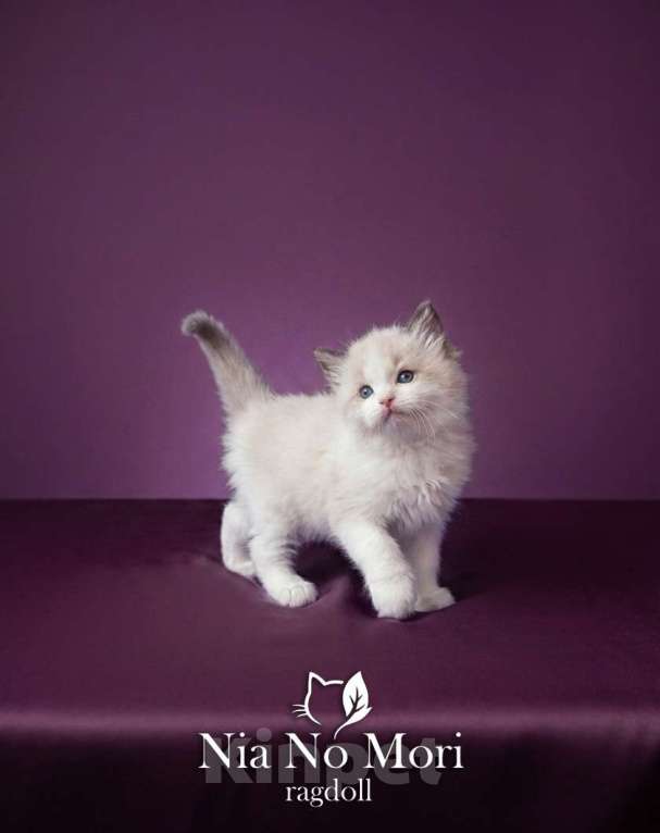Кошки в Москве: Котёнок мальчик Рэгдолл Мальчик, 65 000 руб. - фото 3