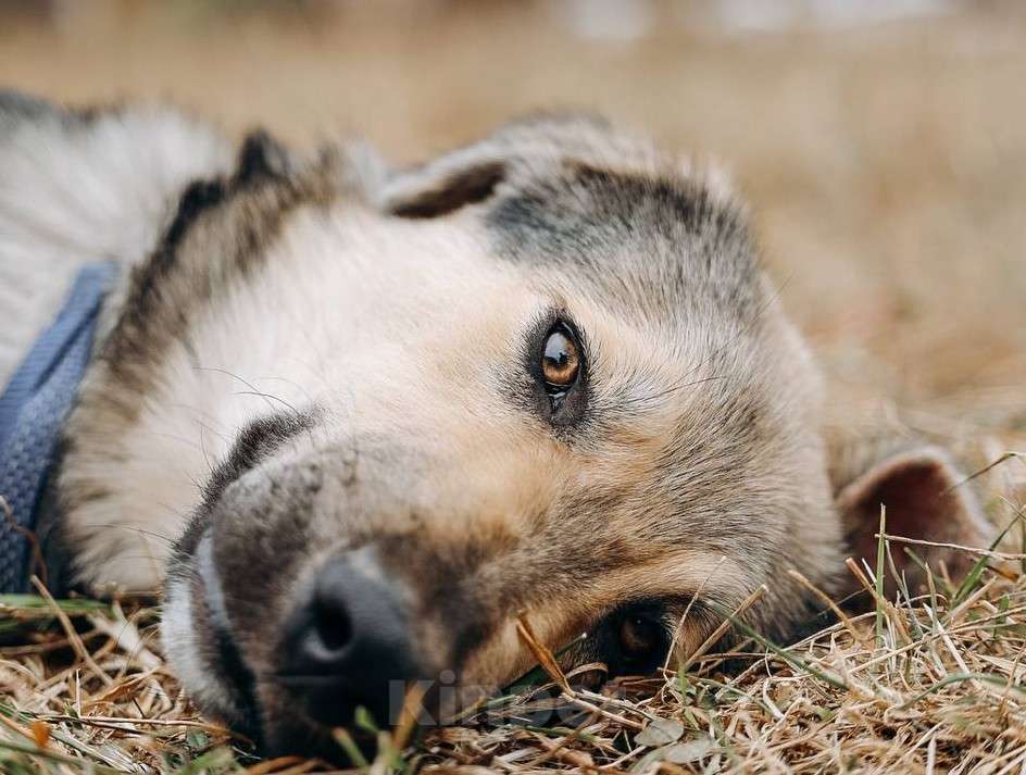 Собаки в Москве: Алмаз ищет семью,9 мес,Привит Мальчик, Бесплатно - фото 5