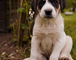 Собаки в Химках: чудесная Весточка в добрые руки   Девочка, Бесплатно - фото 8